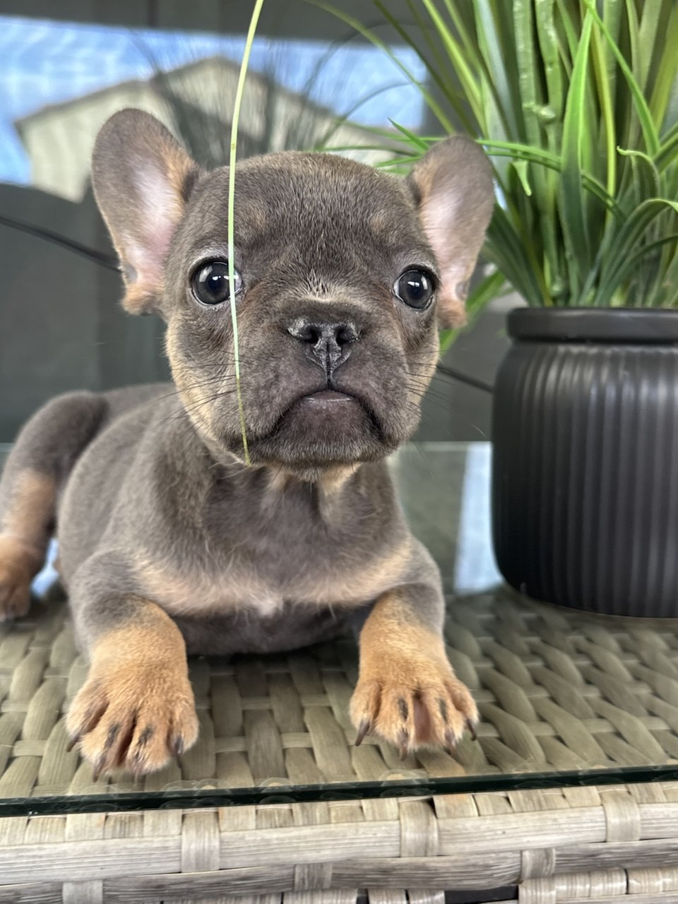 Belle - Blue and Tan French Bulldog