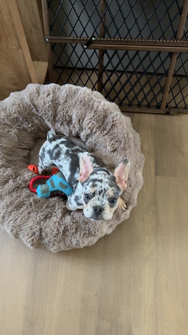 Macho (formerly Chip) - Blue Merle Frenchie in his cozy bed