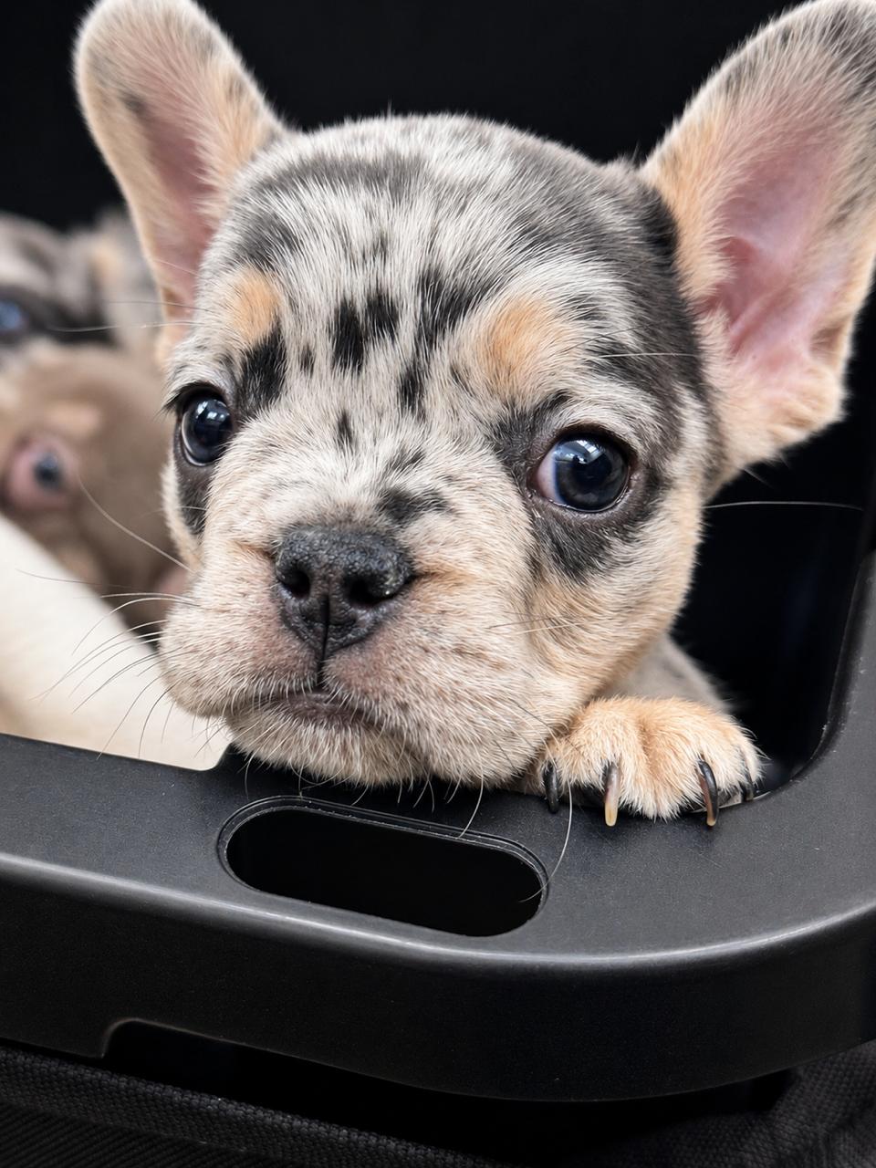Chip - Current litter