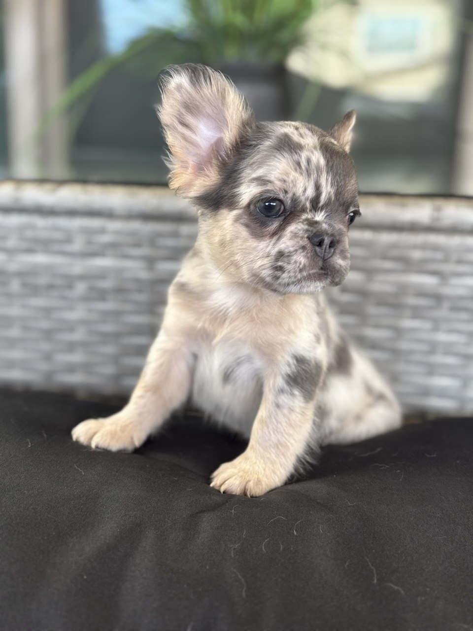Liberty - Blue and Tan Merle Fluffy French Bulldog