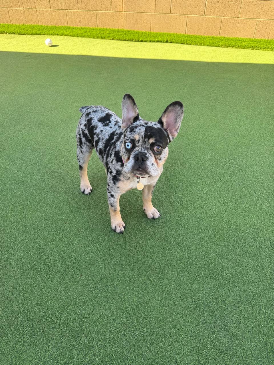 Harley - Merle with Blue Eyes