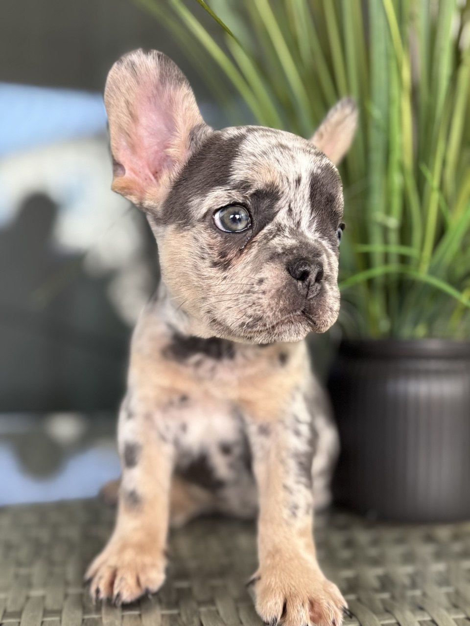 Patriot - Blue and Tan Merle French Bulldog
