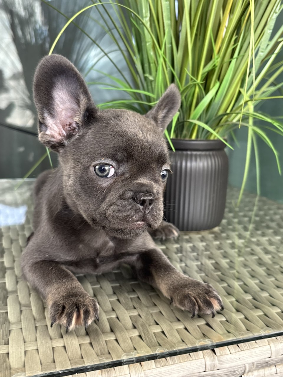 Ranger - Blue and Tan French Bulldog