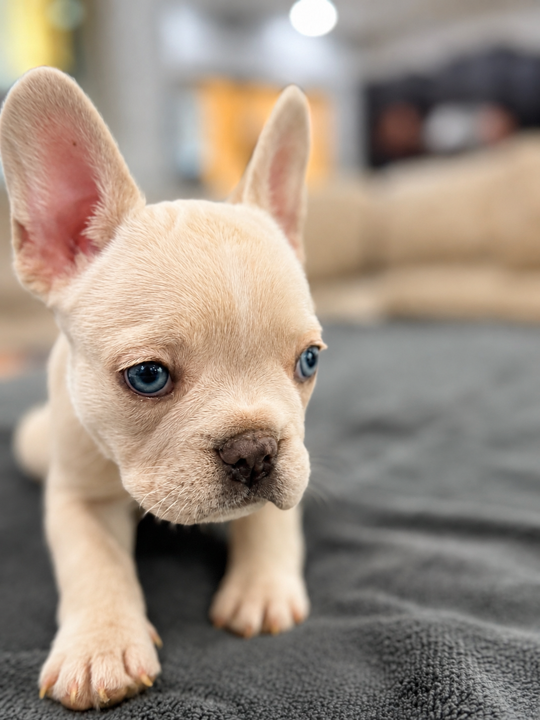 Snicker - Fluffy French Bulldog
